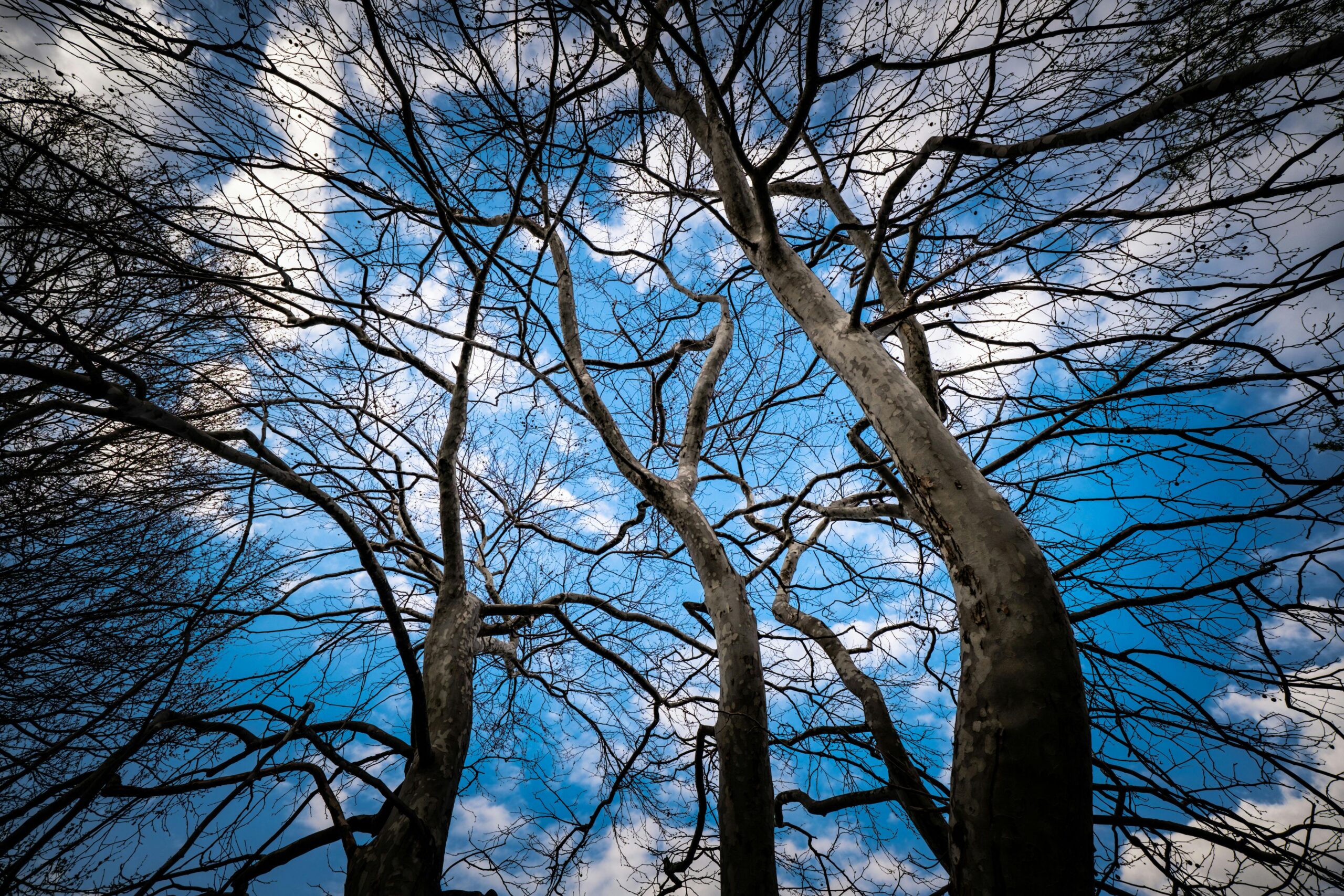 Finding Serenity in the Branches: How to Use the Worry Tree Method to Relieve Anxiety